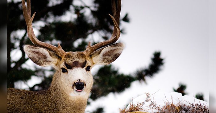 Blog_Pic_poaching