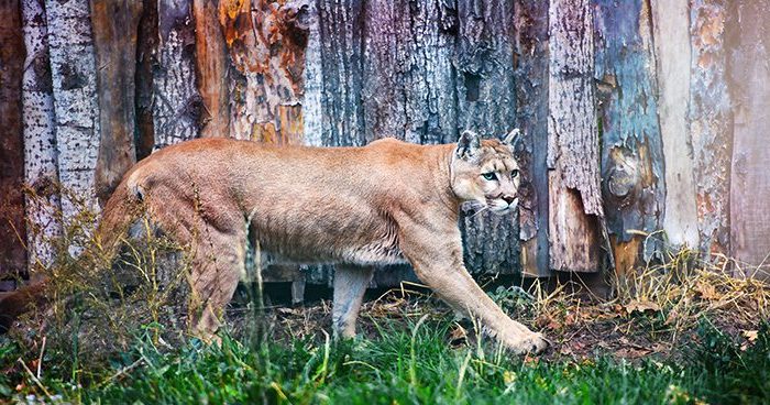 Blog_CO_mountainLion