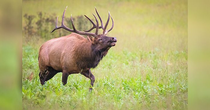 Blog_Elk&MuleDeer