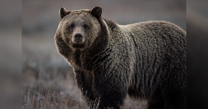 Blog_GRIZZLY