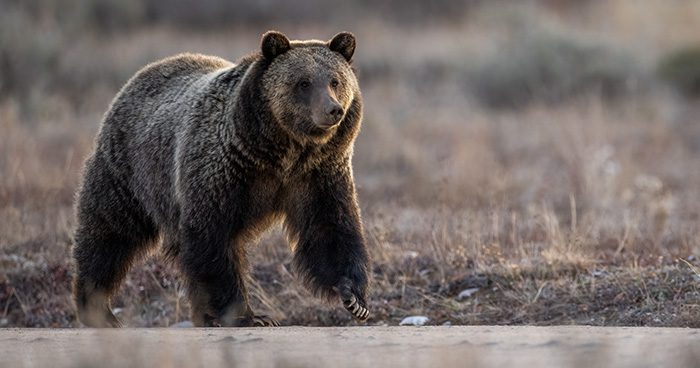 Blog_Grizzly_Debate