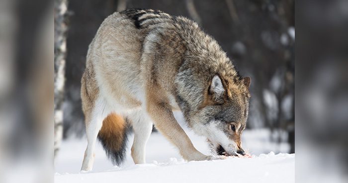 Blog_Pic_CO_Wolves