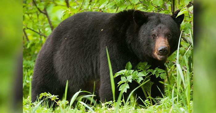 Blog_WA_Poacher Photo Credit: Mint_Images