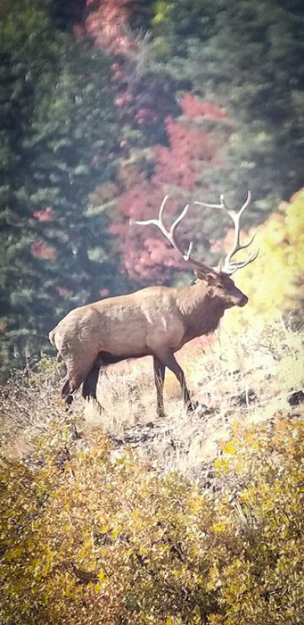 101623_Shaun Larsen-ELK-UT-DIY-PL_image1 (1)