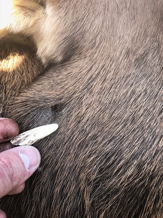101623_Shaun Larsen-ELK-UT-DIY-PL_image3