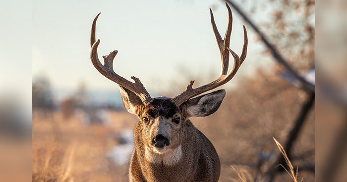 Blog_CA_MuleDeer_Cull