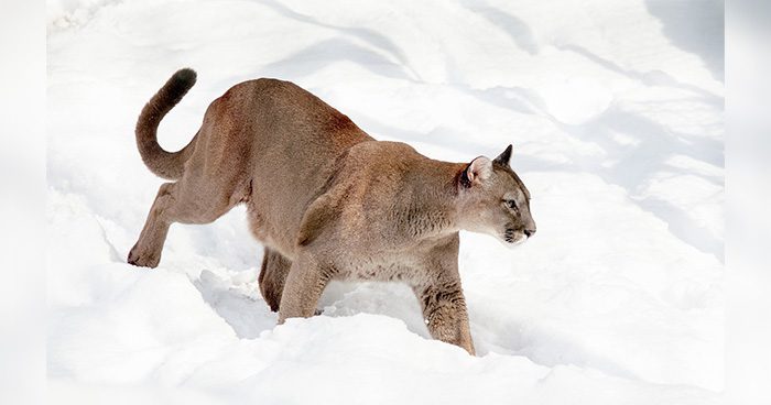 Blog_CO_MountainLion Photo Credit: strichpunkt