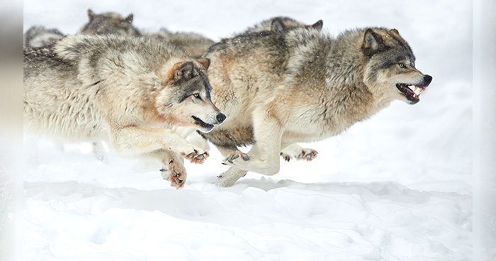 Blog_CO_Wolf Photo Credit: wirestock