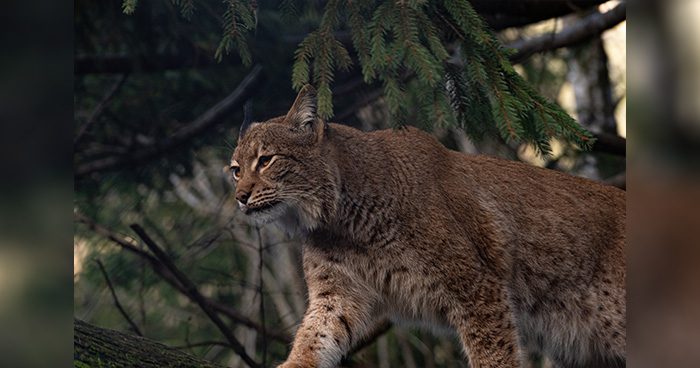 Photo Credit: David Ruh