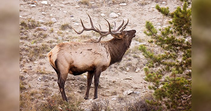 Blog_Utah_poacher Photo Credit: aduguid