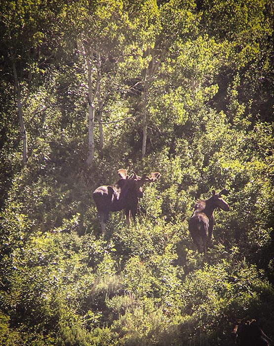 Whit Cross-MOOSE-UT-DIY-PL_IMG_6412