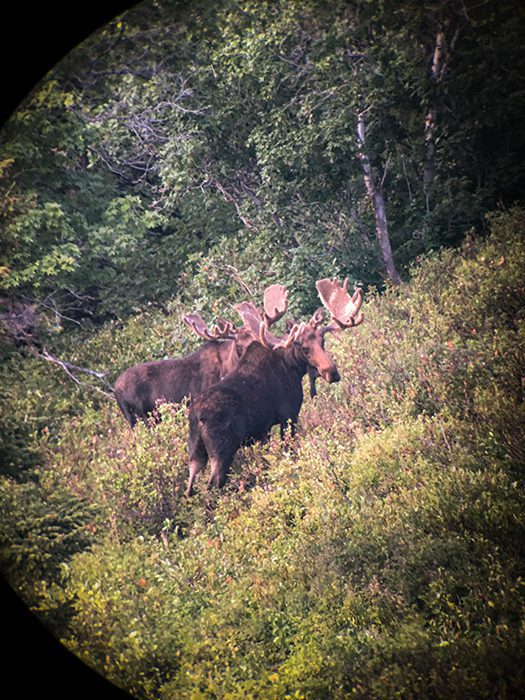 Whit Cross-MOOSE-UT-DIY-PL_IMG_6736