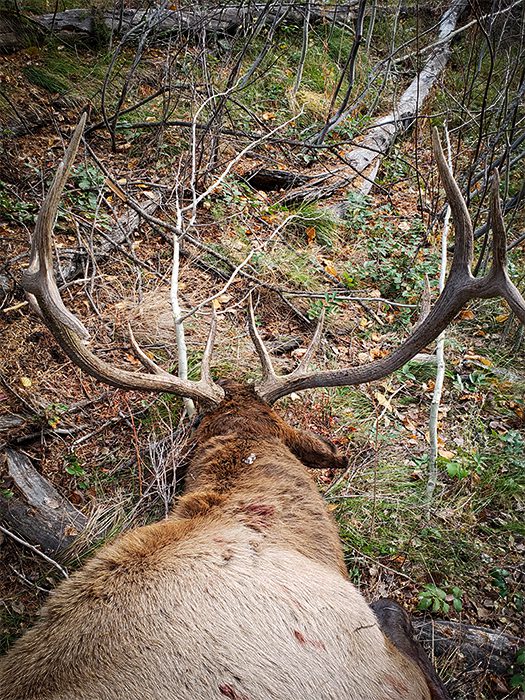 112823_Shane Davis-ELK-ID-DIY-PL_20201020_085404