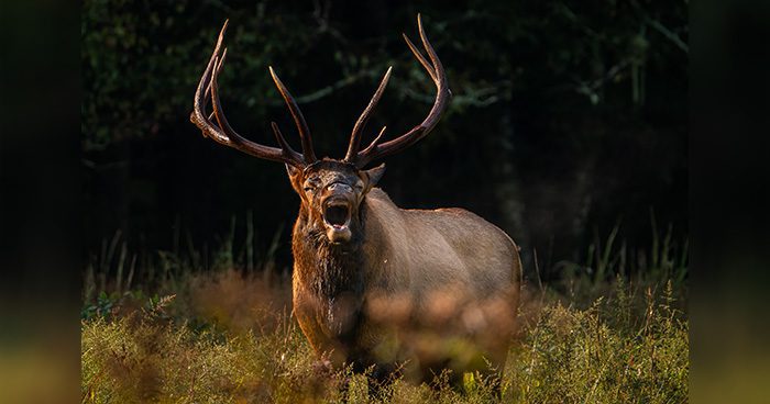 Blog_AZ_Elk_Trampling