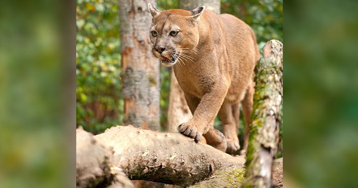 Blog_CO_Predator_Cats_Ban