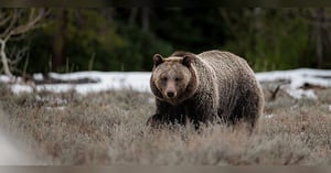 Blog_Grizzly_penalty