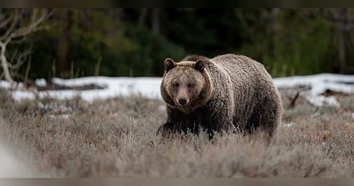 Blog_Grizzly_penalty