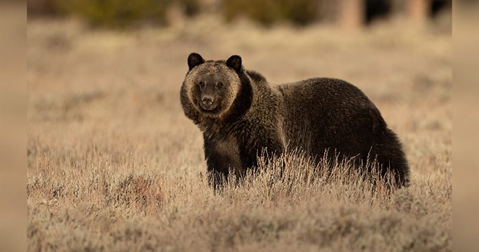 Blog_ID_Grizzly Photo Credit: harrycollinsphotography