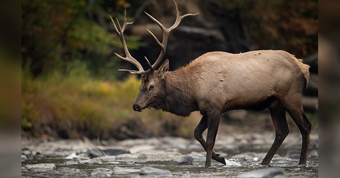 Blog_MT_POACHING