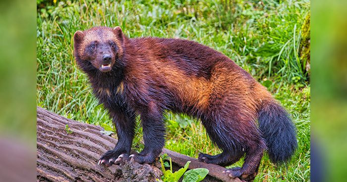 Blog_MT_Wolverine