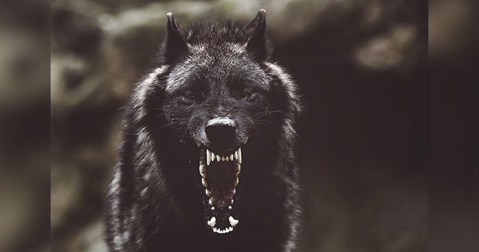 Blog_OR_Wolf_attack