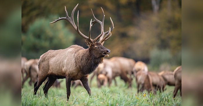 Blog_WY_War_on_Elk