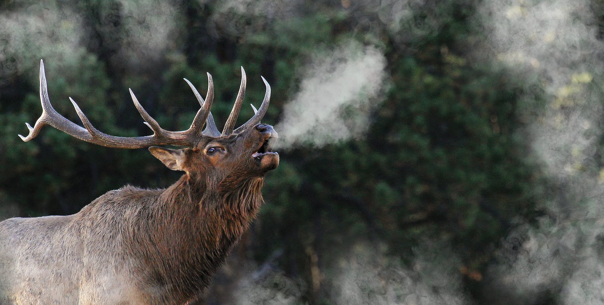 Elk_Bugling_sm
