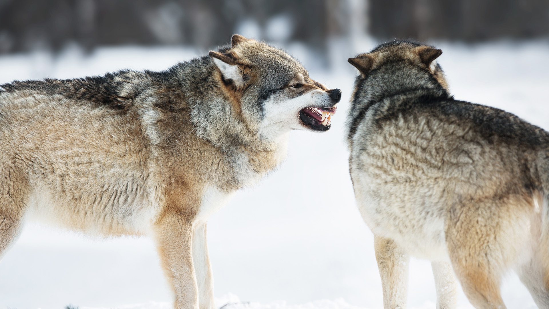 Wolves