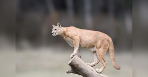 Blog_CO_MountainLion