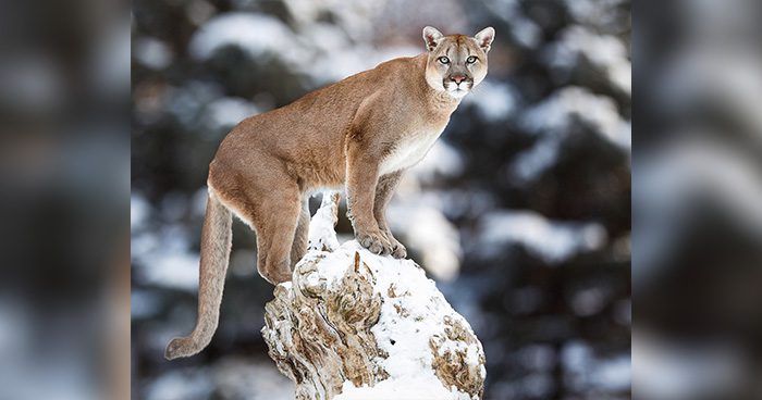Blog_CO_Mountain_Lion