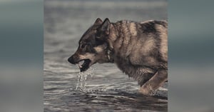 Blog_CO_Wolf_Lawsuit