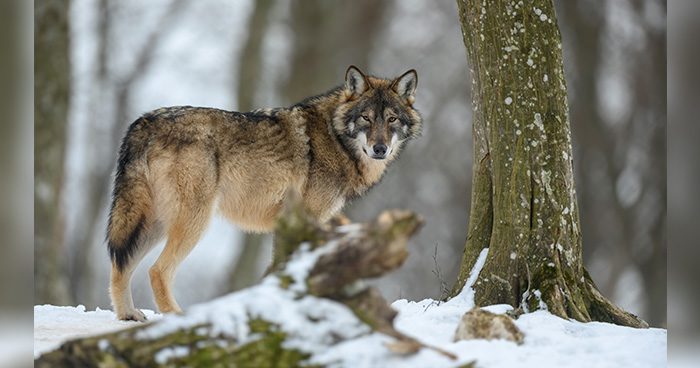 Blog_CO_Wolf_Lawsuit