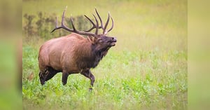 Blog_MT_ELK