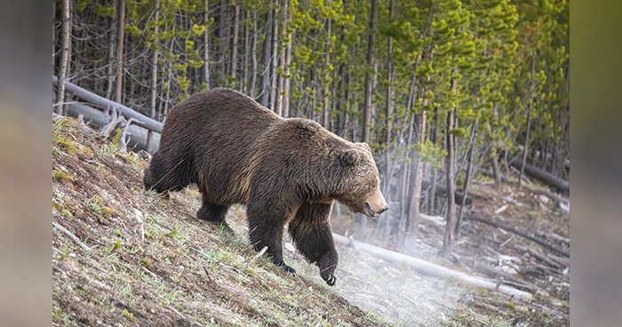 Blog_MT_Grizzly_Transplant Photo Credit: iToploveliness Pixabay
