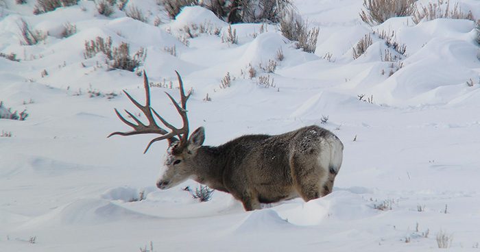 Blog_WY_MuleDeer