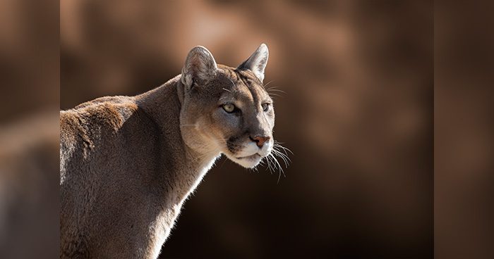 CO_Blog_Mountain_lion_Closeup_By_Macropixel_Envato