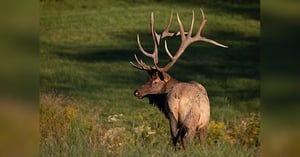 Blog_AZ_2024_Elk_App_strategy