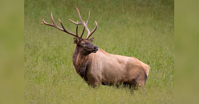 Blog_AZ_ELK:PRONGHORN