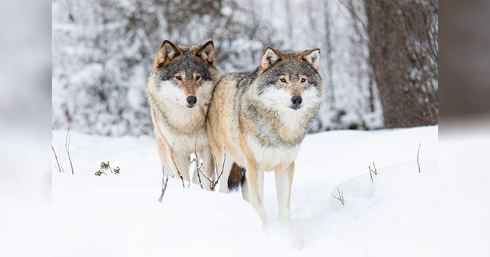 Blog_CO_WolvesUpdate