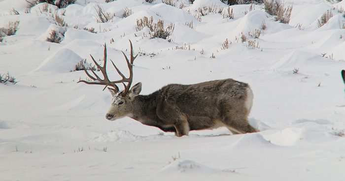 Blog_ID_Deer