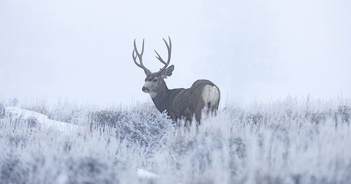 Blog_ID_Deer2 photo credit: wirestock