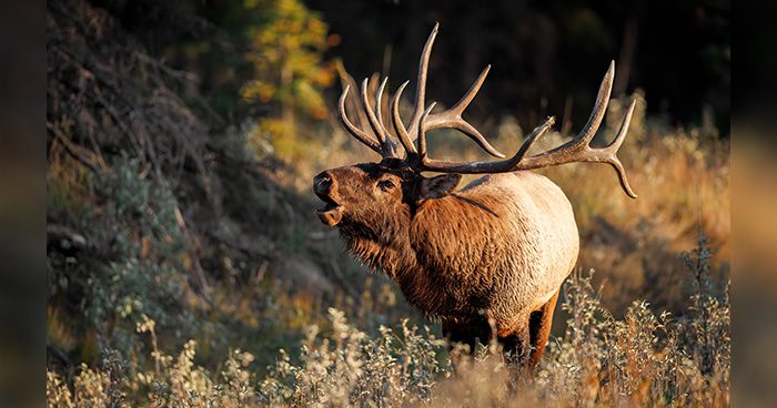 Blog_MT_Poaching_outcome