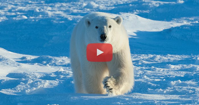 Blog_PolarBear_BRCC_Video