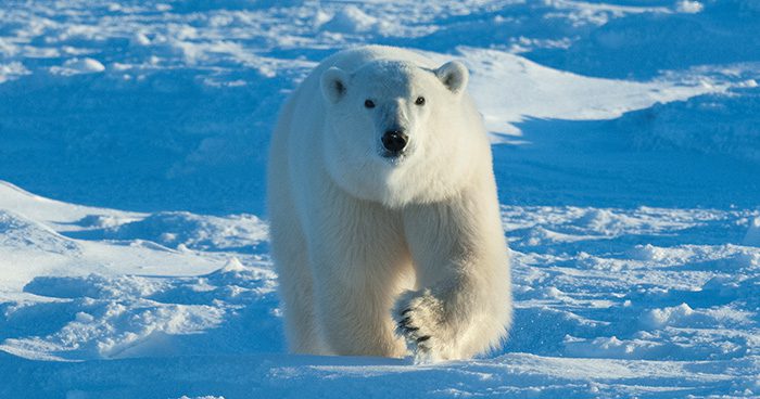 Blog_PolarBear_BRCC_Video