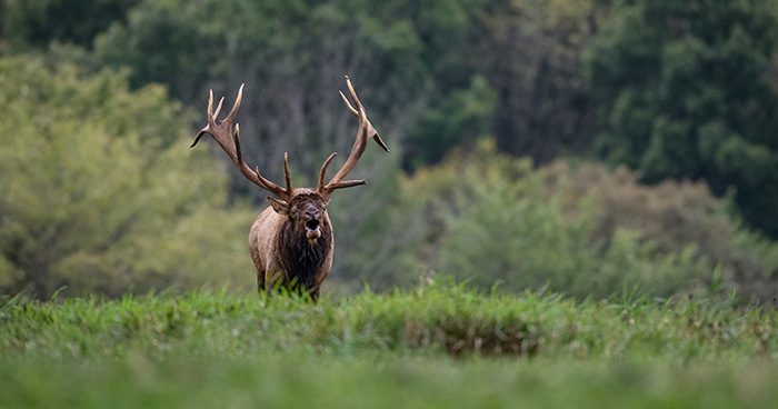 Blog_WA_Tribes2 photo credit: harrycollinsphotography