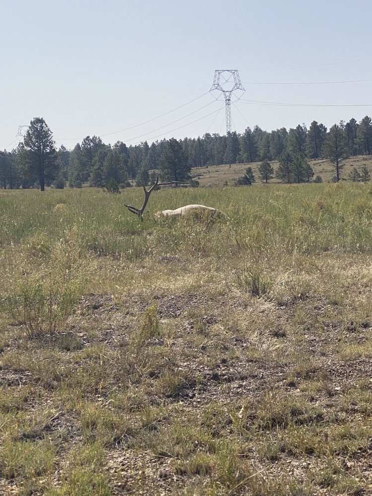 021324_Nicholas Woodall-ELK-NM-DIY-PL_018