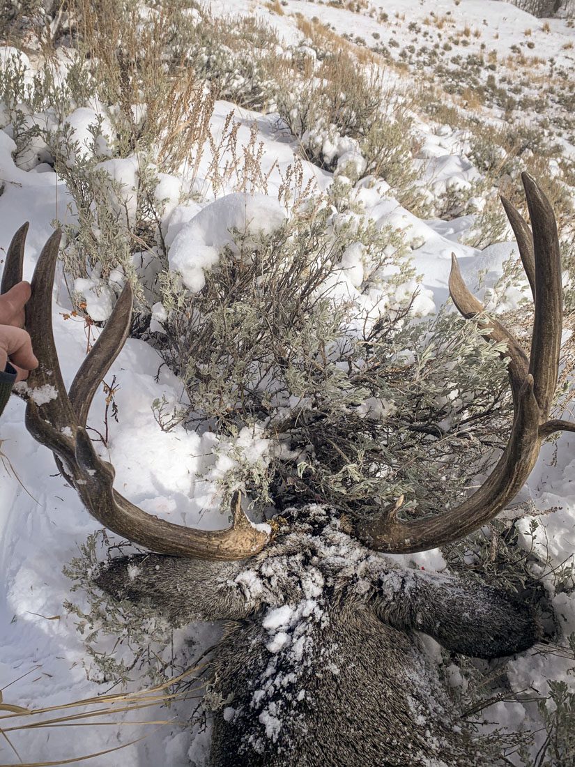 022624_Louis Martell-MD-WY-DIY-PLdeer 3_sm