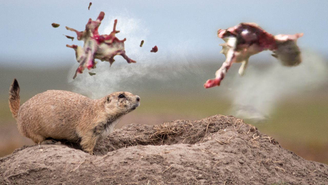 BTG_2023_PrairieDogs_ThumbnailV1
