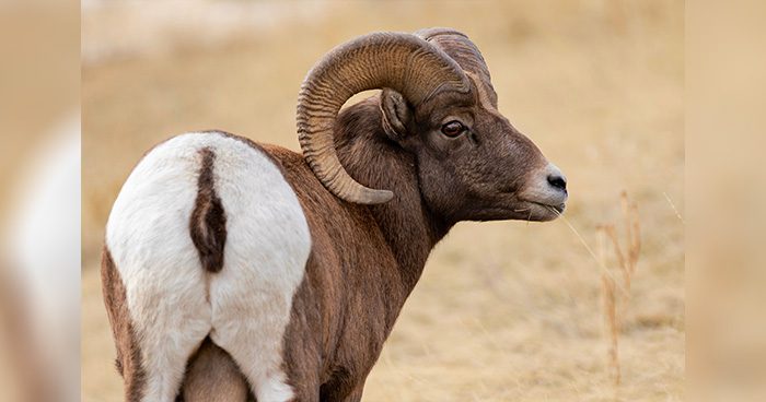 Blog_ID_BigHorn Photo credit: Wirestock