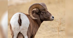 Blog_ID_BigHorn